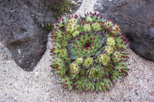 sempervivum calcareum